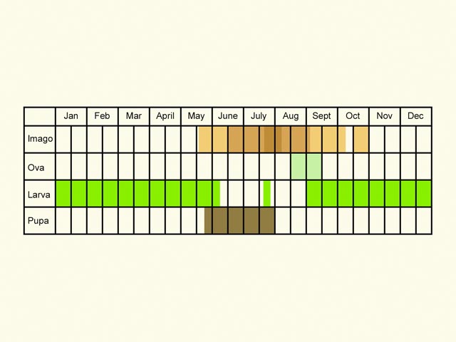  Life stages table Copyright Martin Evans 