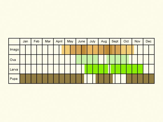  Life stages table Copyright Martin Evans 