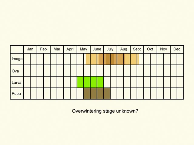  Life stages table Copyright Martin Evans 