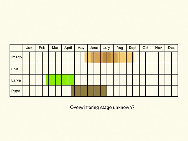  Life stages table Copyright Martin Evans 