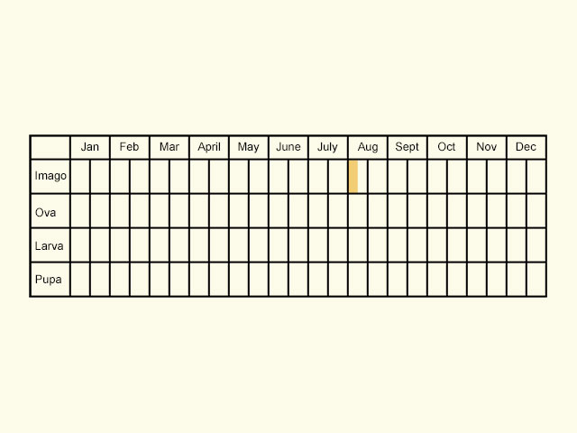 Life stages table Copyright Martin Evans 