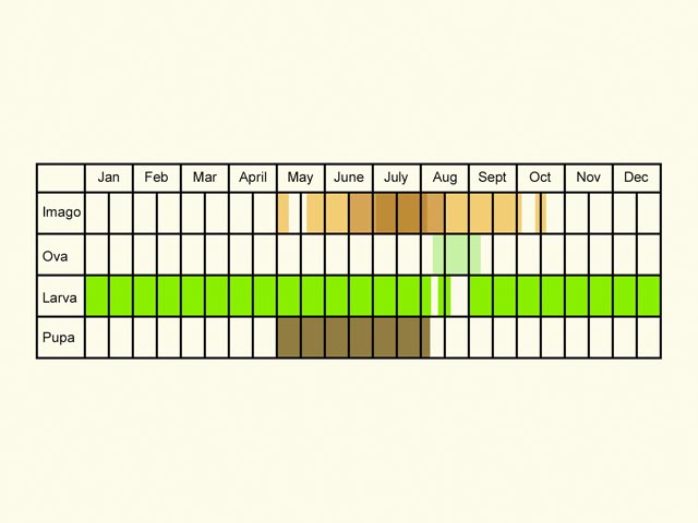  Life stages table Copyright Martin Evans 