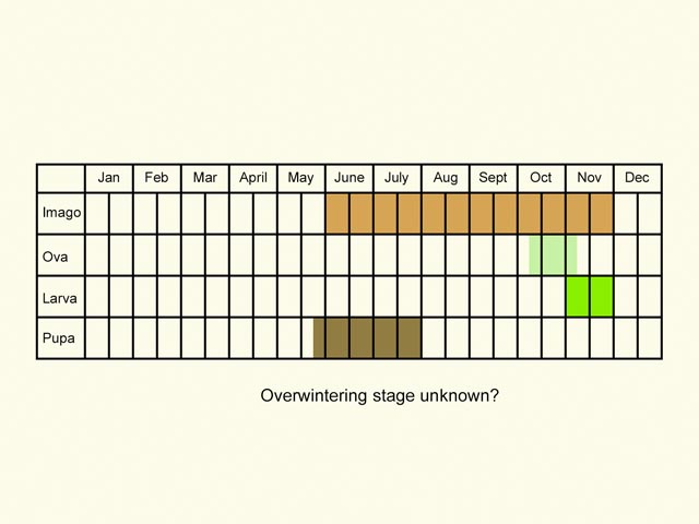  Life stages table Copyright Martin Evans 