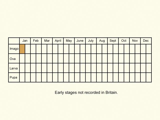  Life stages table Copyright Martin Evans 