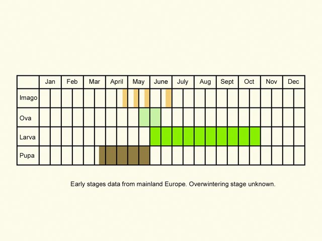  Life stages table Copyright Martin Evans 