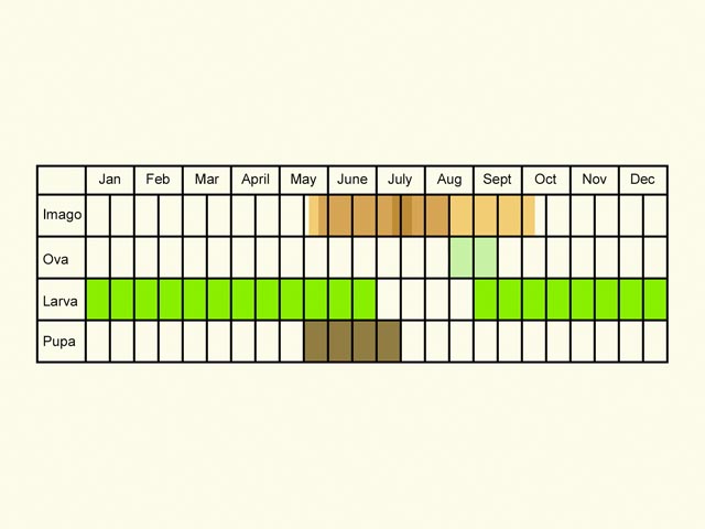  Life stages table Copyright Martin Evans 
