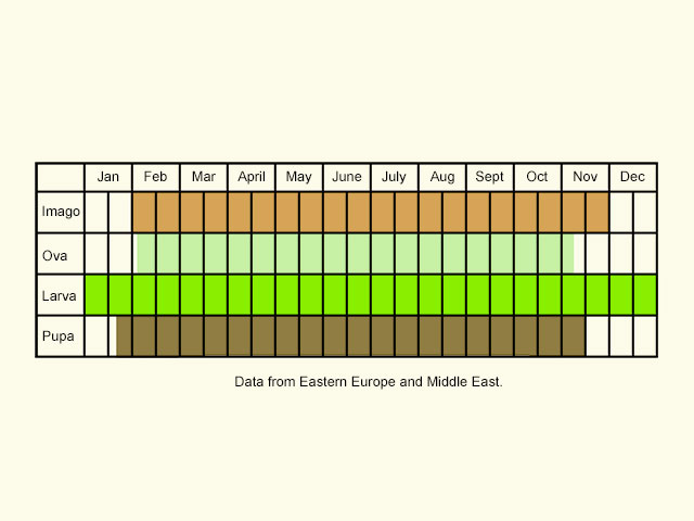  Life stages table Copyright Martin Evans 