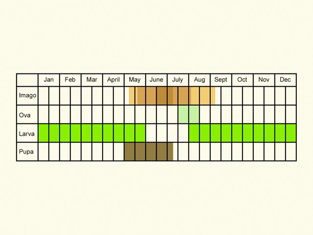  Life stages table Copyright Martin Evans 