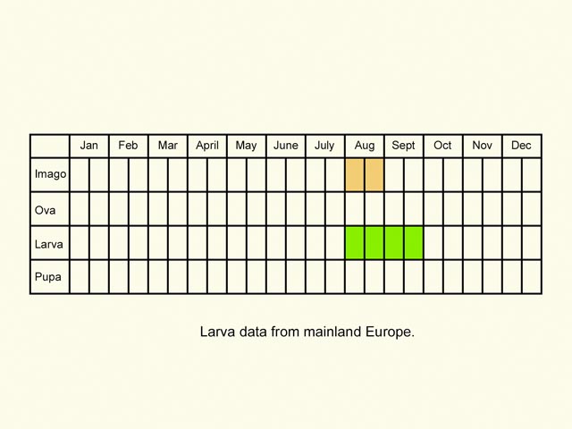  Life stages table Copyright Martin Evans 