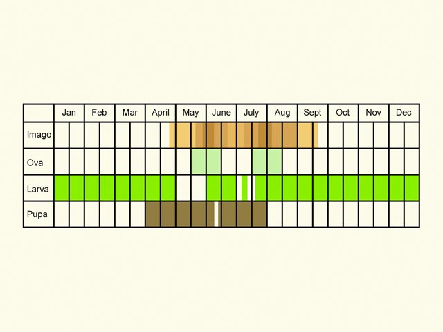  Life stages table Copyright Martin Evans 