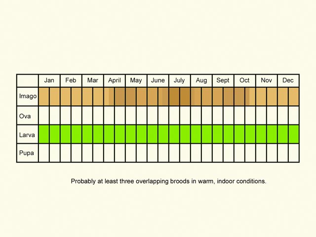  Life stages table Copyright Martin Evans 