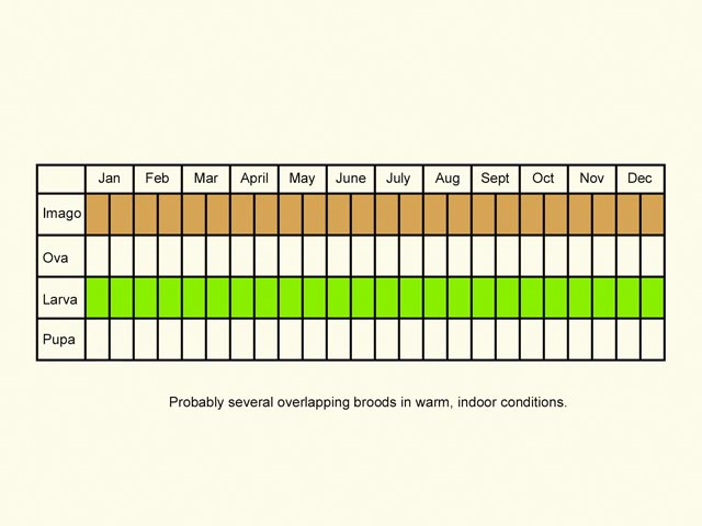  Life stages table Copyright Martin Evans 
