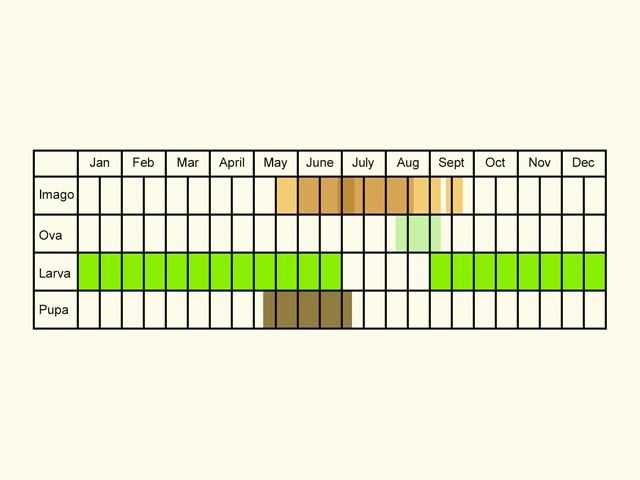  Life stages table Copyright Martin Evans 
