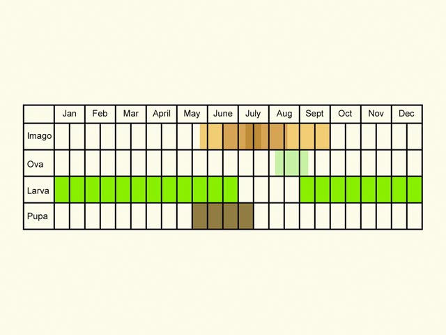  Life stages table Copyright Martin Evans 