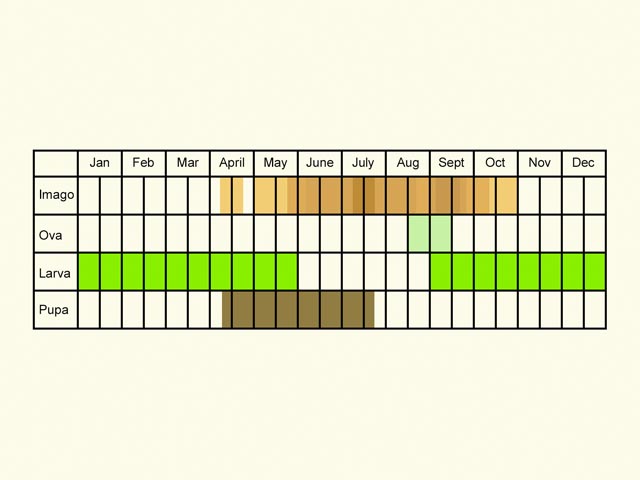  Life stages table Copyright Martin Evans 