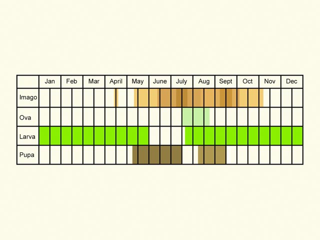  Life stages table Copyright Martin Evans 