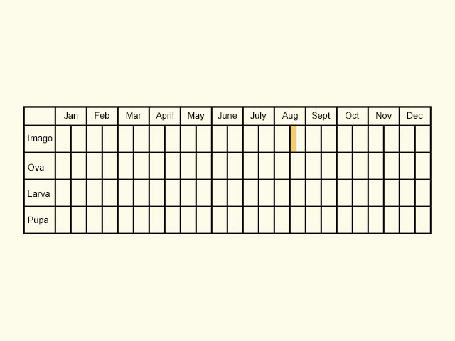  Life stages table Copyright Martin Evans 