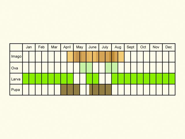  Life stages table Copyright Martin Evans 