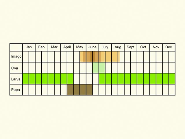  Life stages table Copyright Martin Evans 