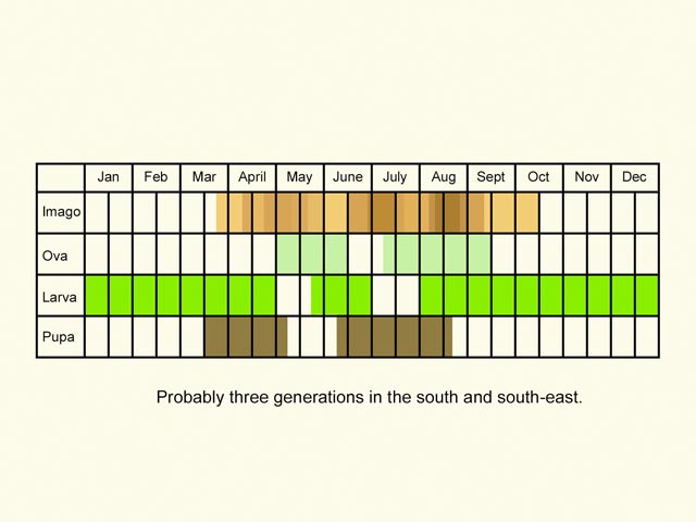  Life stages table Copyright Martin Evans 