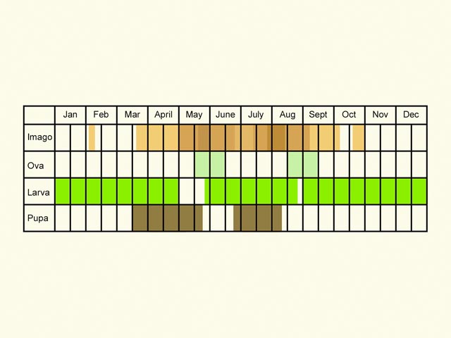  Life stages table Copyright Martin Evans 
