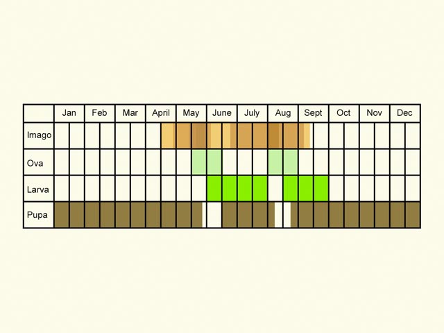  Life stages table Copyright Martin Evans 