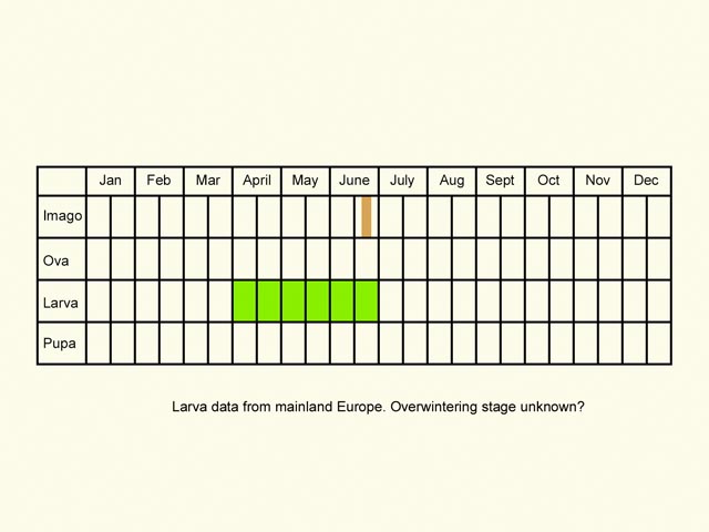 Life stages table Copyright Martin Evans 