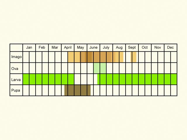  Life stages table Copyright Martin Evans 