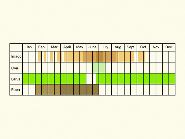  Life stages table Copyright Martin Evans 