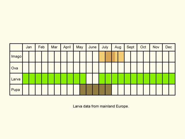  Life stages table Copyright Martin Evans 
