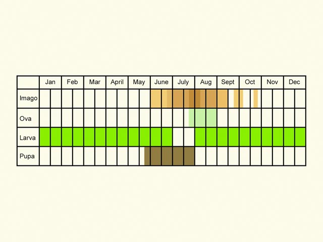  Life stages table Copyright Martin Evans 