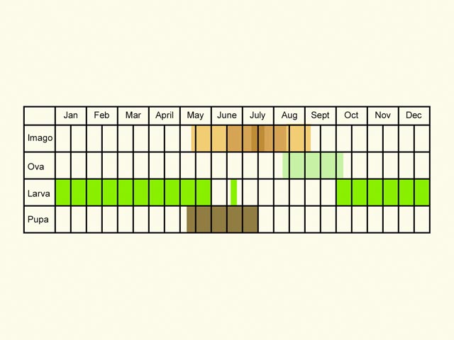  Life stages table Copyright Martin Evans 