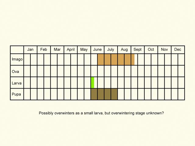  Life stages table Copyright Martin Evans 
