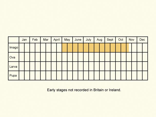  Life stages table Copyright Martin Evans 