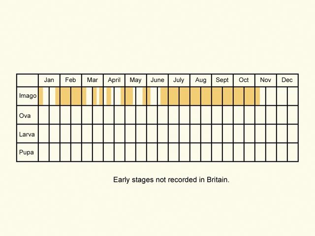  Life stages table Copyright Martin Evans 