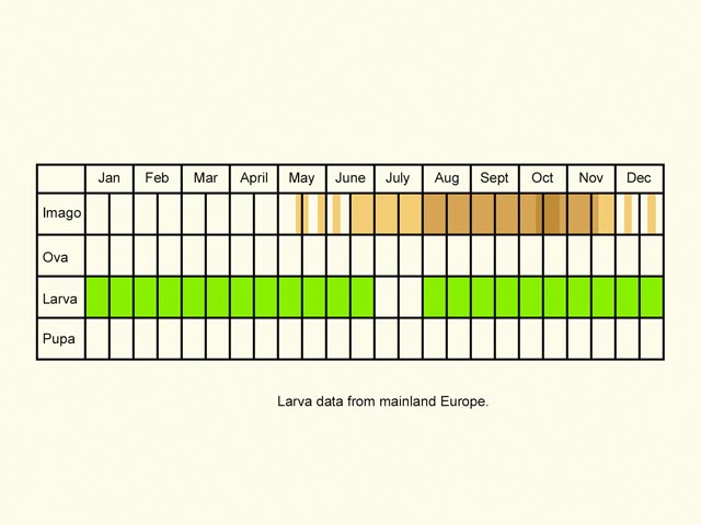  Life stages table Copyright Martin Evans 