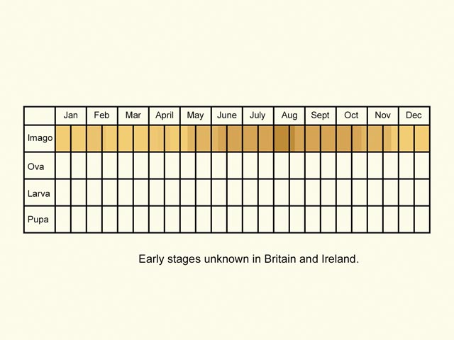  Life stages table Copyright Martin Evans 