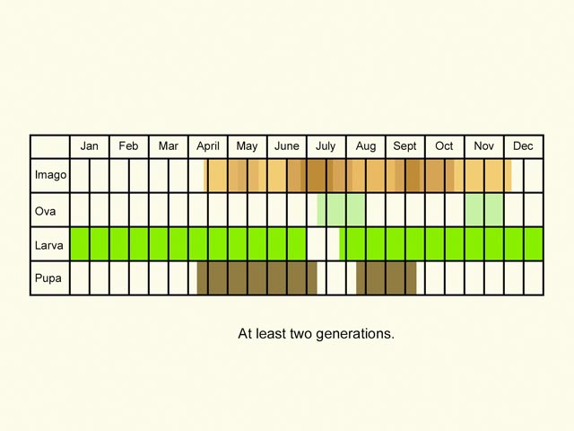  Life stages table Copyright Martin Evans 