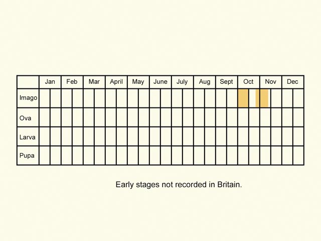  Life stages table Copyright Martin Evans 