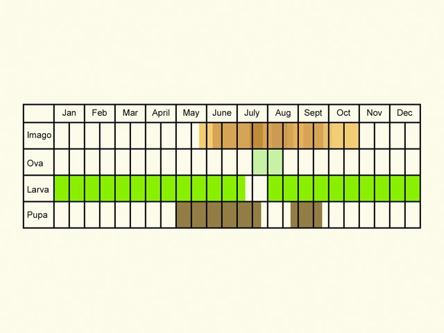  Life stages table Copyright Martin Evans 