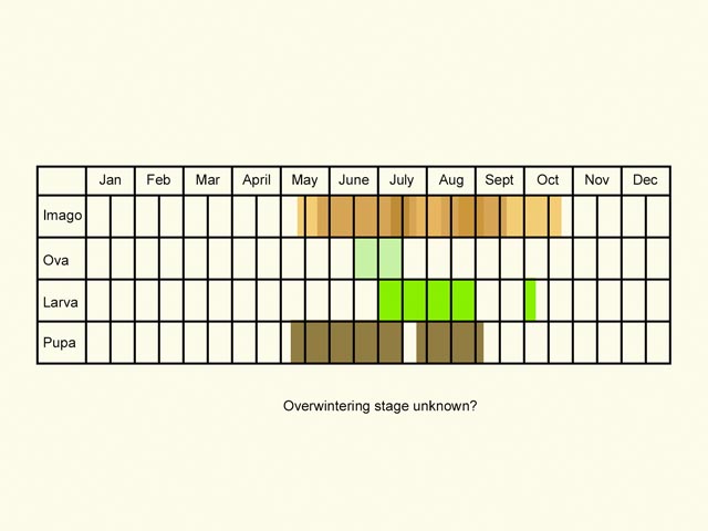  Life stages table Copyright Martin Evans 