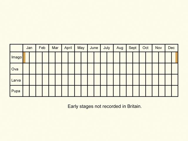  Life stages table Copyright Martin Evans 