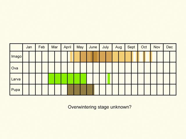  Life stages table Copyright Martin Evans 