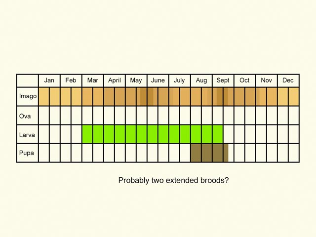  Life stages table Copyright Martin Evans 