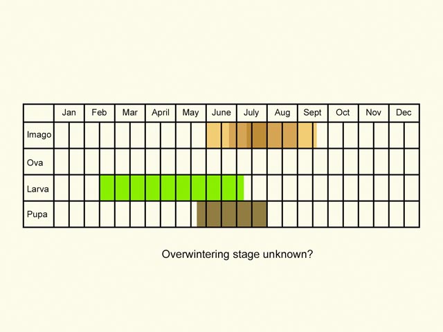  Life stages table Copyright Martin Evans 