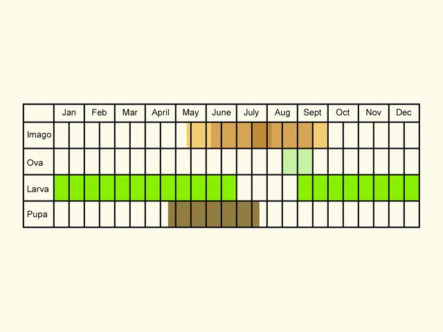  Life stages table Copyright Martin Evans 
