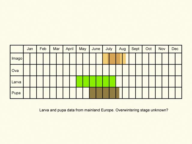  Life stages table Copyright Martin Evans 