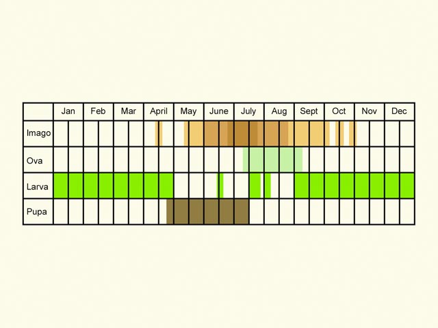  Life stages table Copyright Martin Evans 