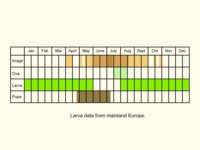  Life stages table Copyright Martin Evans 