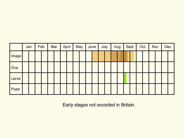  Life stages table Copyright Martin Evans 